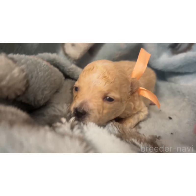 販売中の岡山県のミックス犬-444477の4枚目