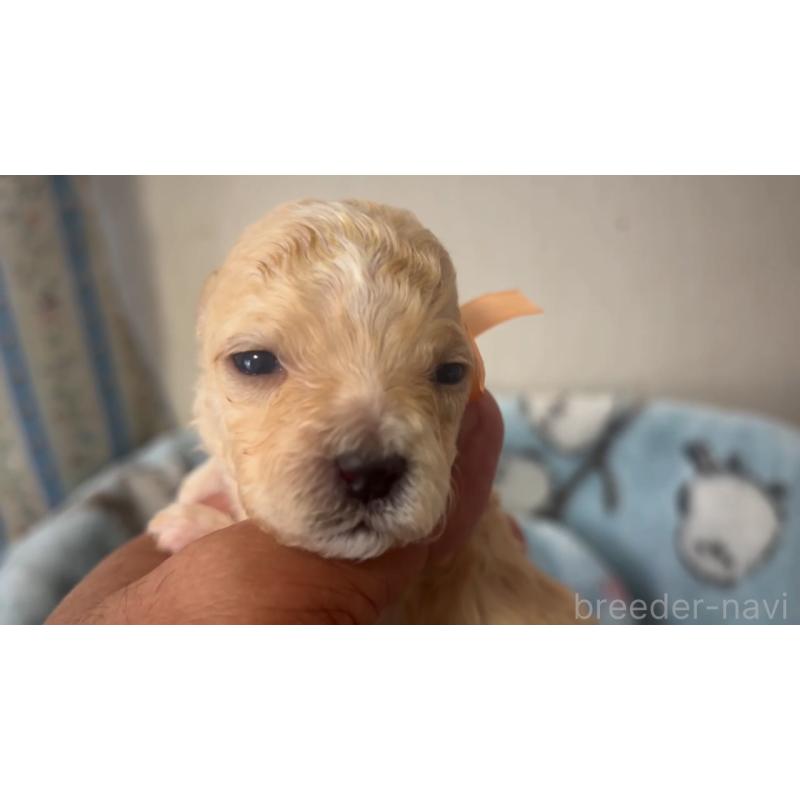 販売中の岡山県のミックス犬-444477の3枚目