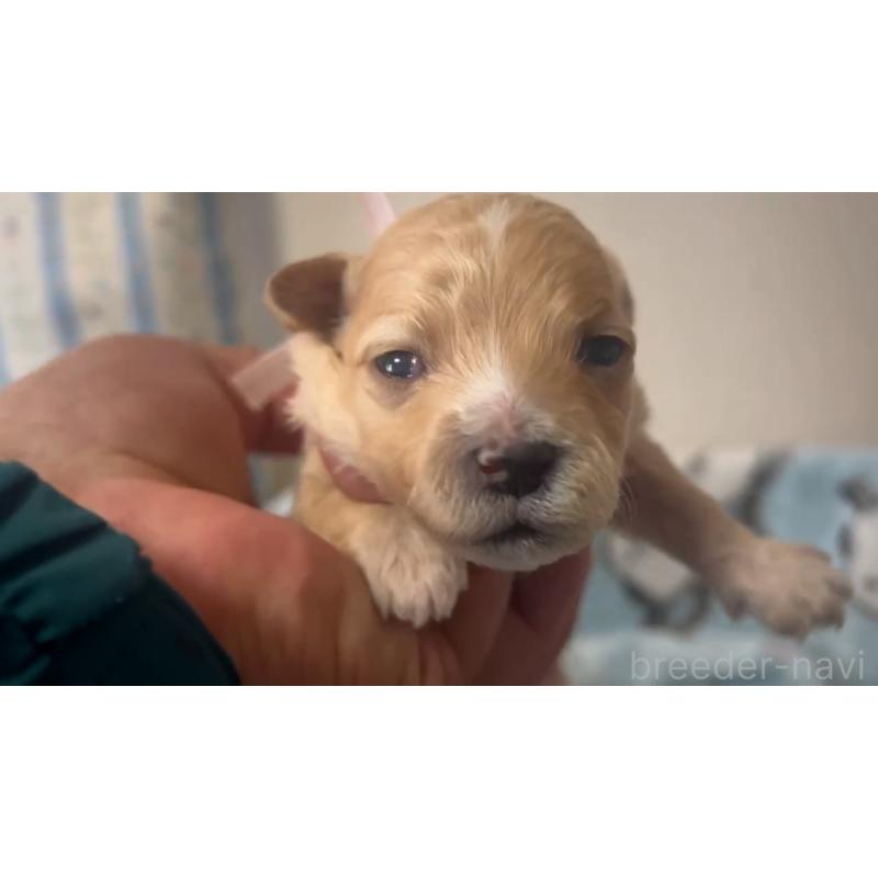 販売中の岡山県のミックス犬-444478の4枚目