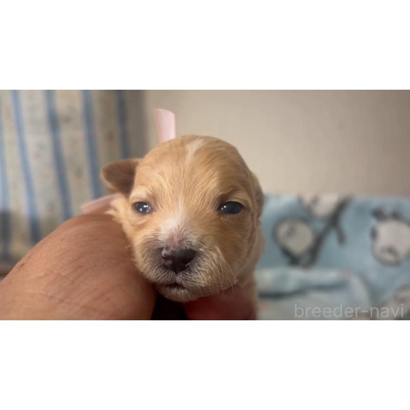 販売中の岡山県のミックス犬-444478の3枚目