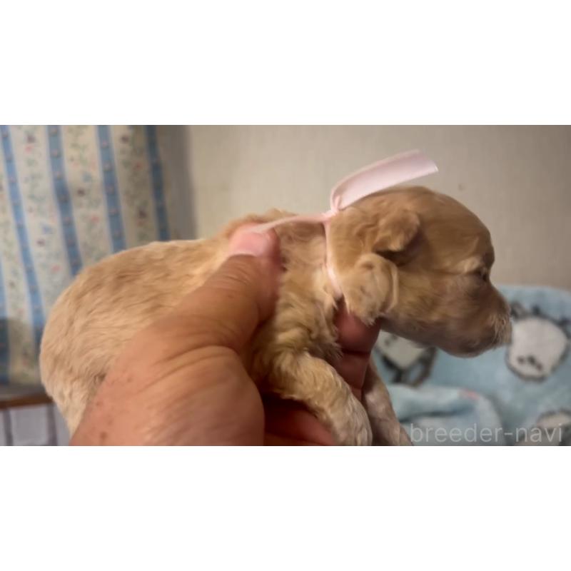 販売中の岡山県のミックス犬-444478の2枚目