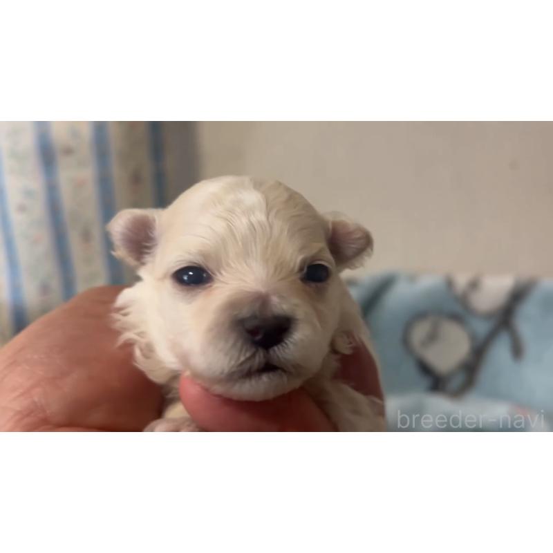 販売中の岡山県のミックス犬-444479の4枚目