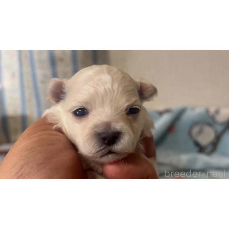 販売中の岡山県のミックス犬-444479の2枚目