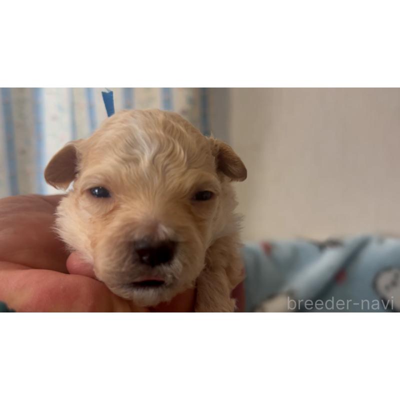 販売中の岡山県のミックス犬-444480の3枚目