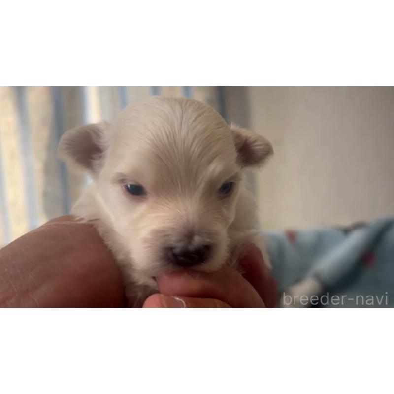 販売中の岡山県のミックス犬-444481の5枚目