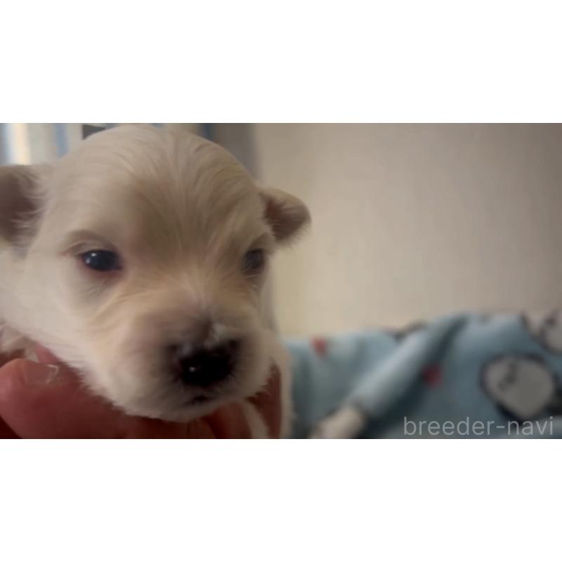 販売中の岡山県のミックス犬-444481の4枚目