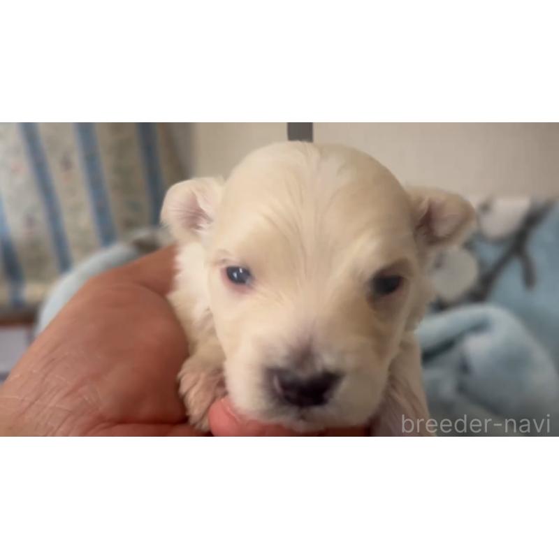 販売中の岡山県のミックス犬-444481の2枚目