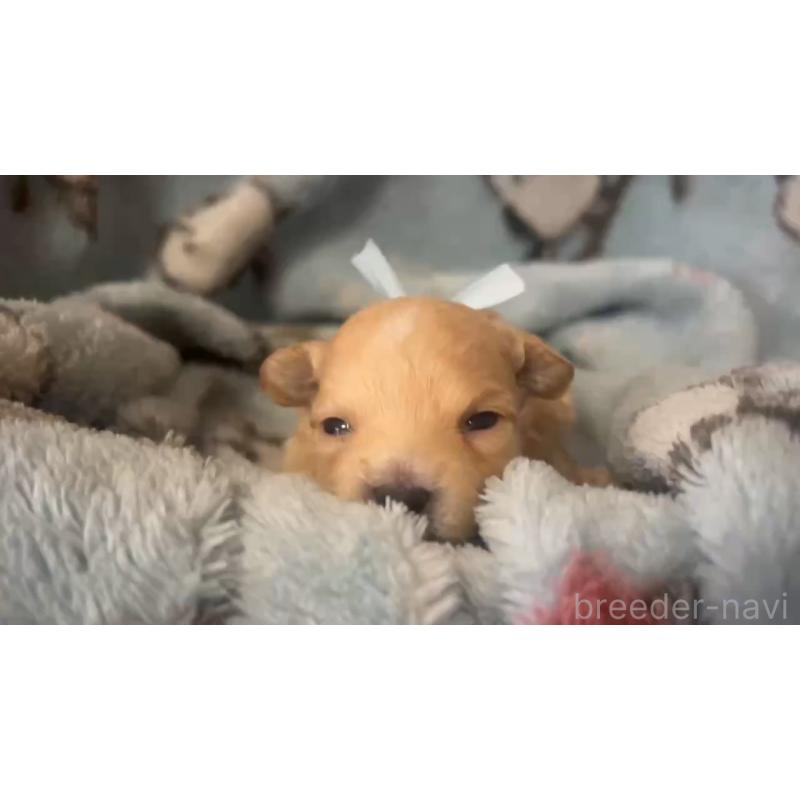 販売中の岡山県のミックス犬-444482の4枚目