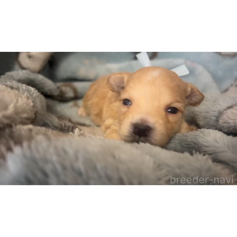 販売中の岡山県のミックス犬-444482の3枚目