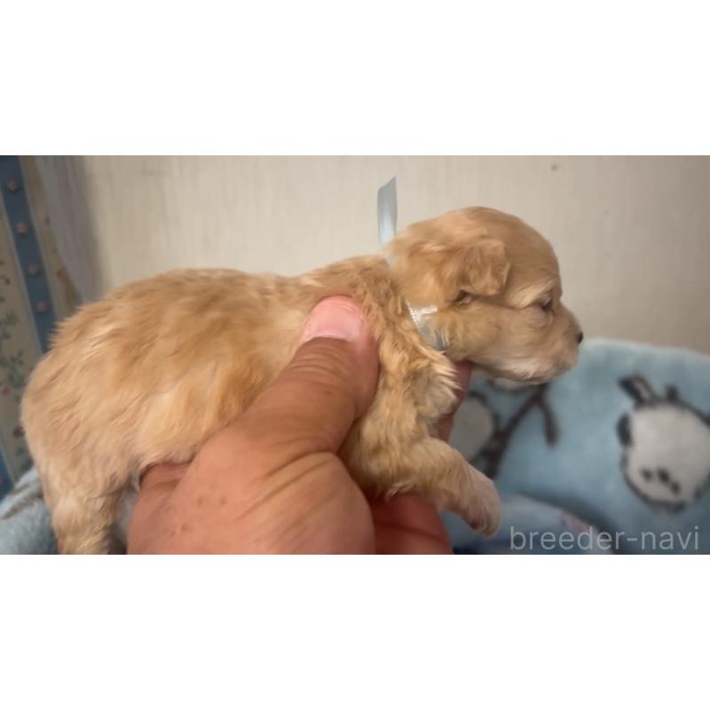 販売中の岡山県のミックス犬-444482の2枚目