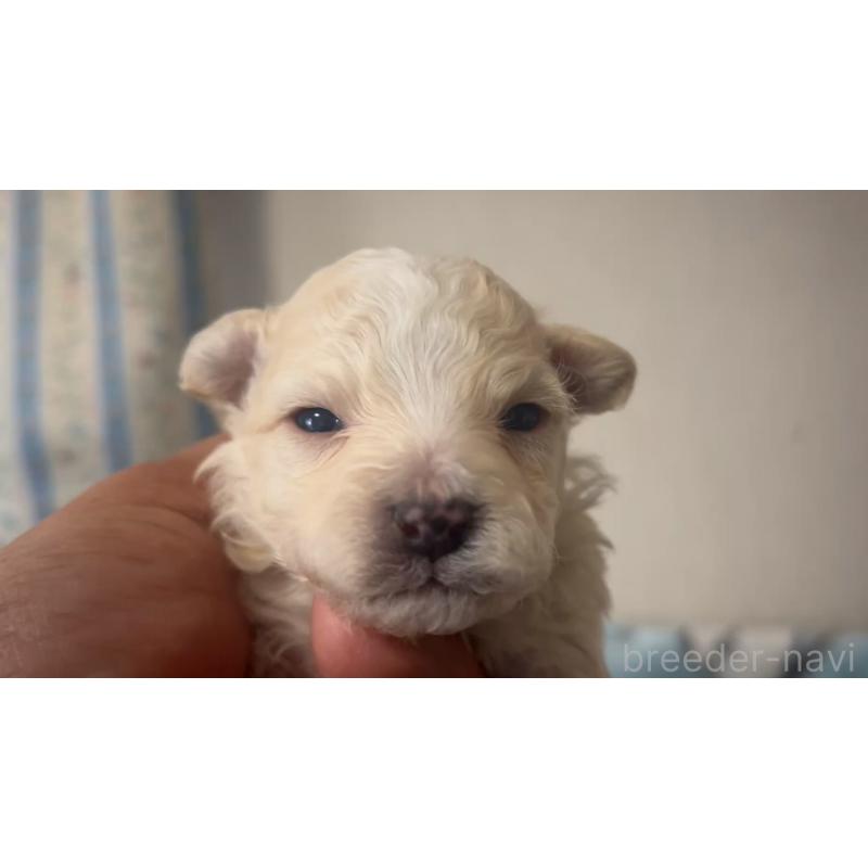 販売中の岡山県のミックス犬-444483の4枚目