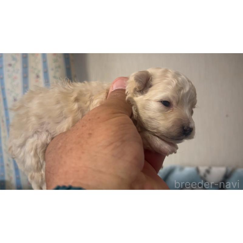 販売中の岡山県のミックス犬-444483の2枚目