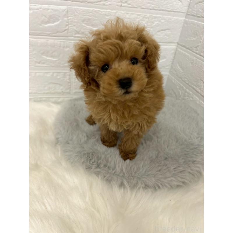 販売中の岡山県のタイニープードル-444265の8枚目