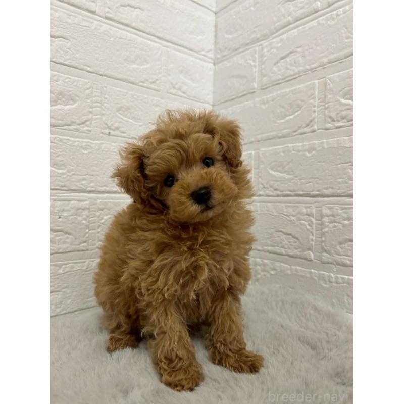 販売中の岡山県のタイニープードル-444265の7枚目