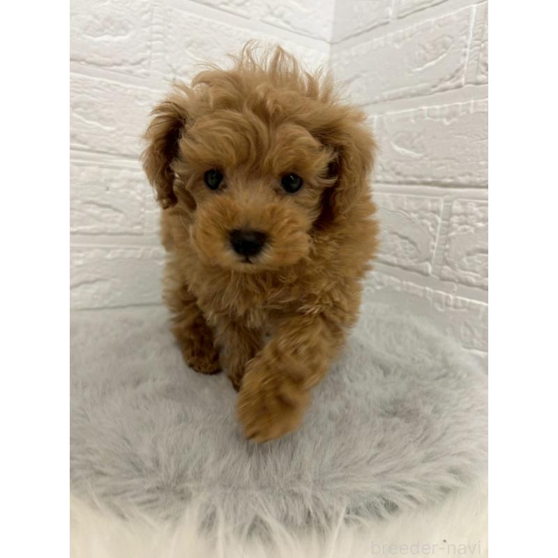 販売中の岡山県のタイニープードル-444265の6枚目