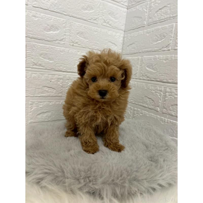 販売中の岡山県のタイニープードル-444265の5枚目