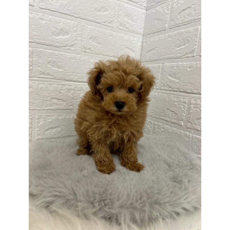 販売中の岡山県のタイニープードル-444265の4枚目