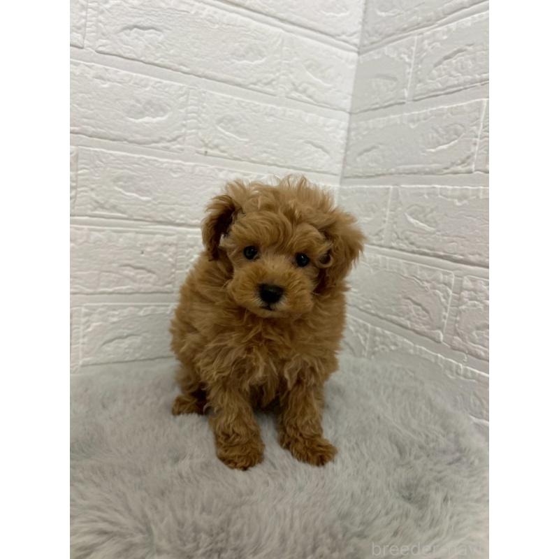 販売中の岡山県のタイニープードル-444265の3枚目