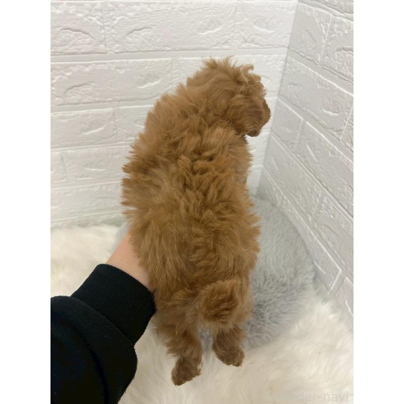 販売中の岡山県のタイニープードル-444265の2枚目