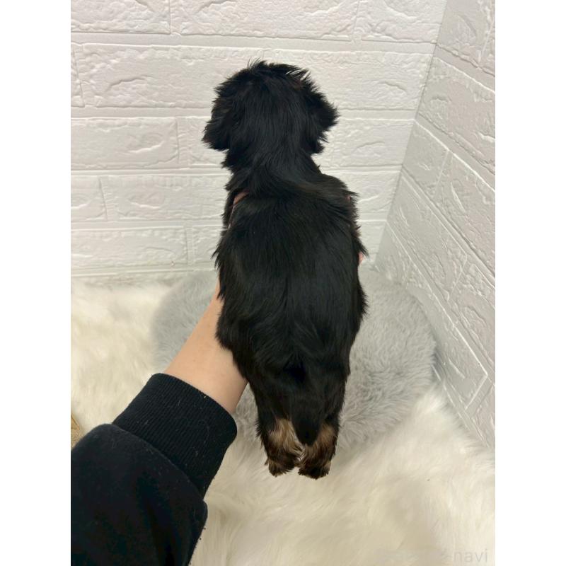 販売中の岡山県のヨークシャーテリア-444266の12枚目