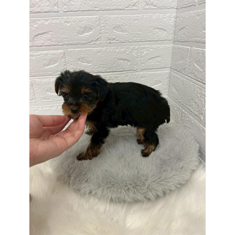 販売中の岡山県のヨークシャーテリア-444266の11枚目