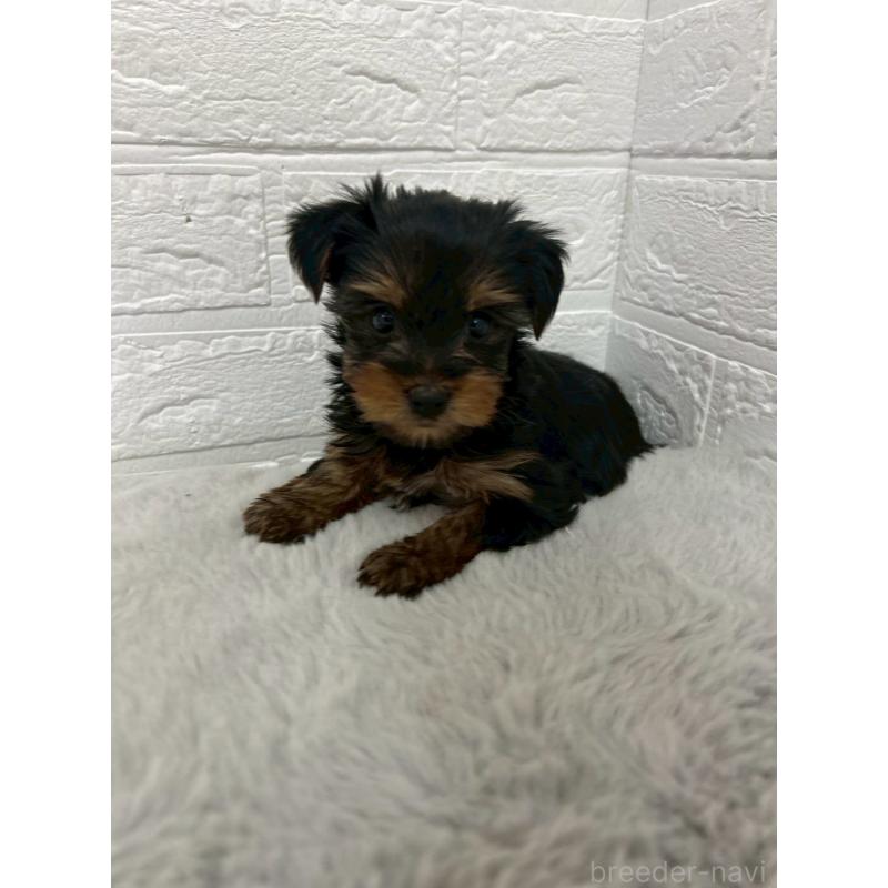 販売中の岡山県のヨークシャーテリア-444266の8枚目