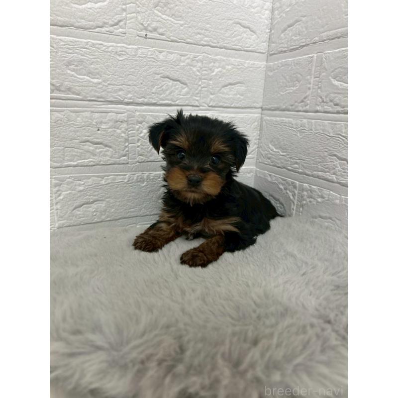 販売中の岡山県のヨークシャーテリア-444266の6枚目