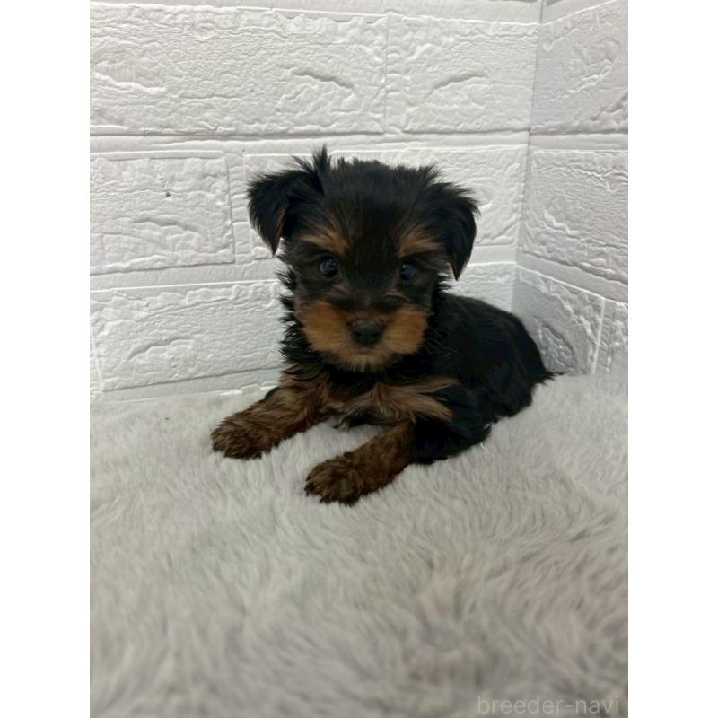 販売中の岡山県のヨークシャーテリア-444266の5枚目