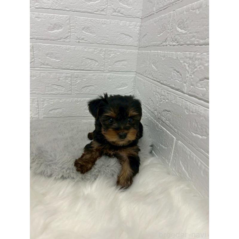 販売中の岡山県のヨークシャーテリア-444266の3枚目