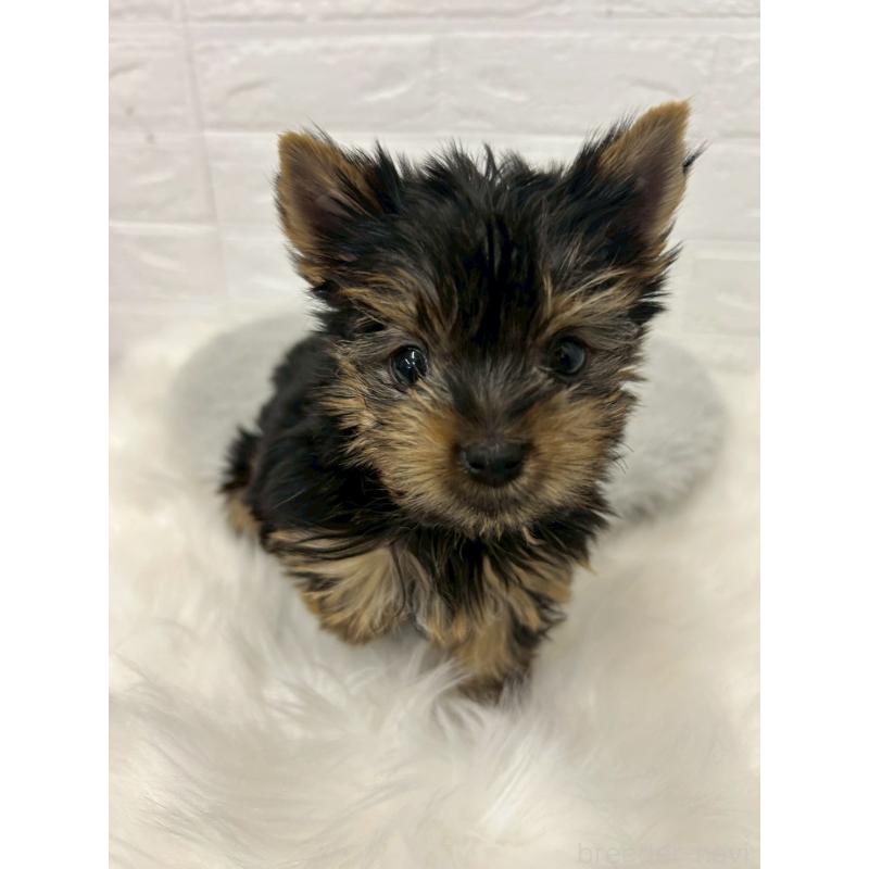 販売中の岡山県のヨークシャーテリア-444267の4枚目