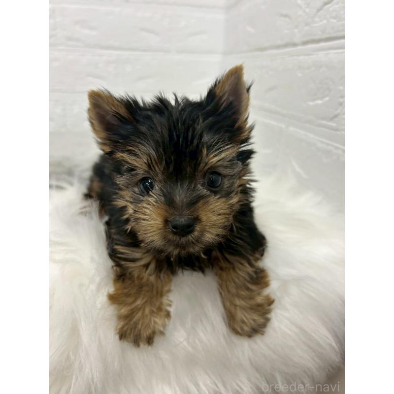 販売中の岡山県のヨークシャーテリア-444267の2枚目