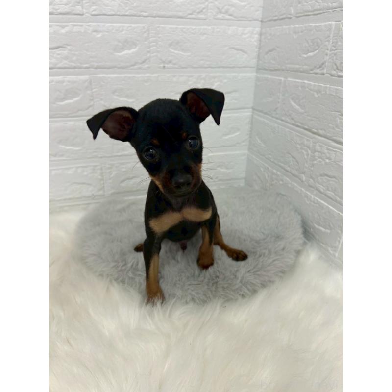 販売中の岡山県のミニチュアピンシャー(ミニピン)-444268の12枚目