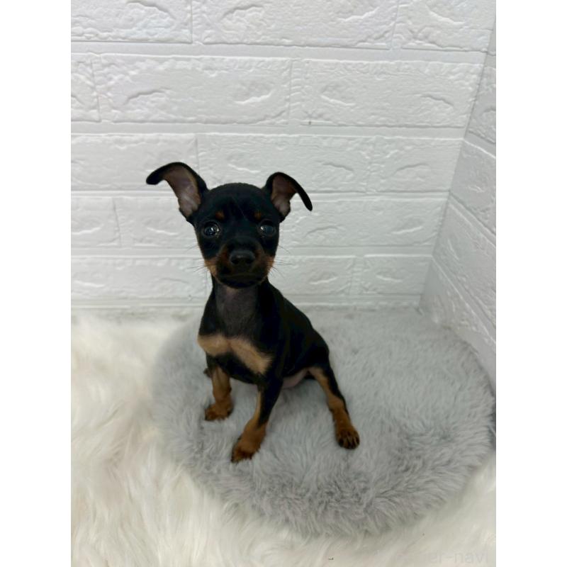 販売中の岡山県のミニチュアピンシャー(ミニピン)-444268の11枚目