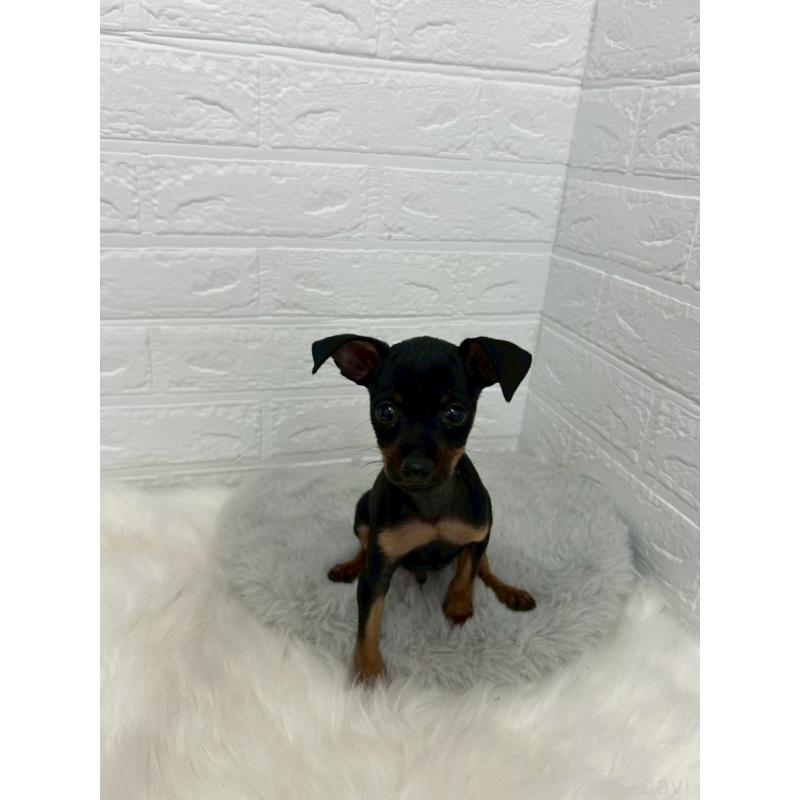 販売中の岡山県のミニチュアピンシャー(ミニピン)-444268の10枚目