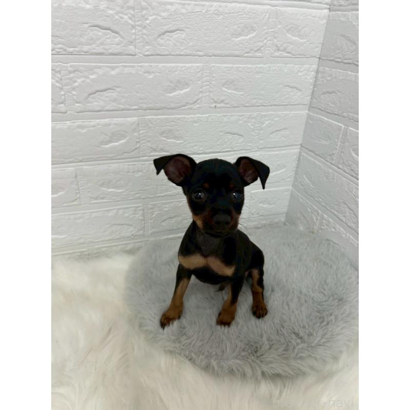 販売中の岡山県のミニチュアピンシャー(ミニピン)-444268の8枚目