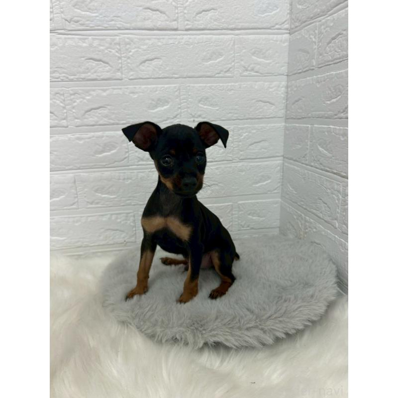 販売中の岡山県のミニチュアピンシャー(ミニピン)-444268の7枚目