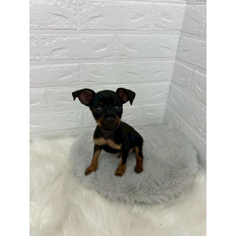 販売中の岡山県のミニチュアピンシャー(ミニピン)-444268の5枚目