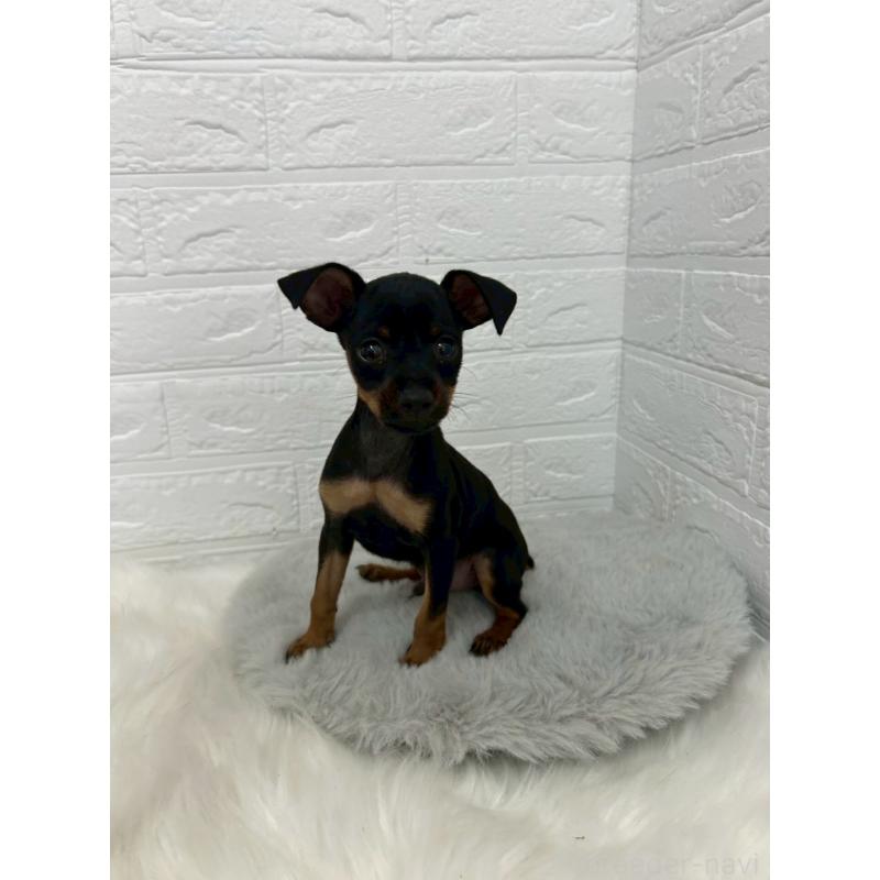 販売中の岡山県のミニチュアピンシャー(ミニピン)-444268の4枚目