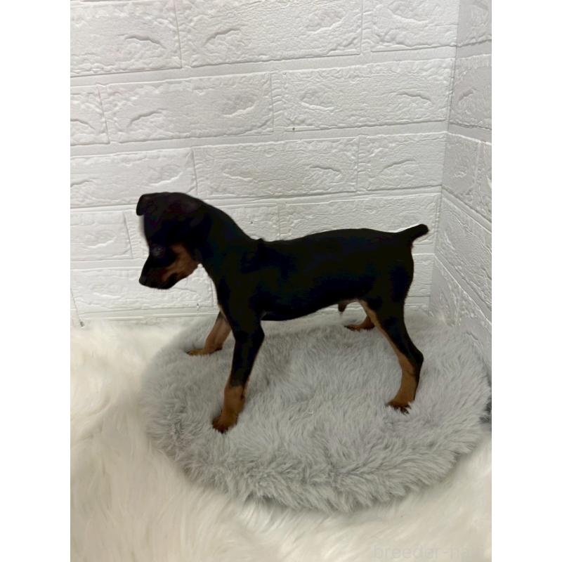 販売中の岡山県のミニチュアピンシャー(ミニピン)-444268の3枚目