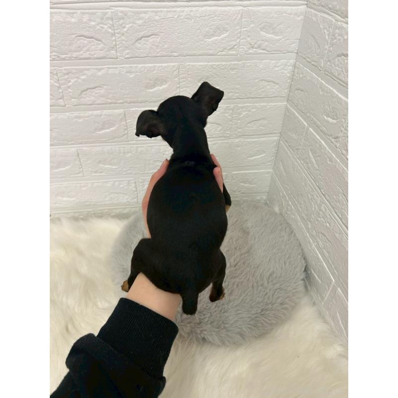 販売中の岡山県のミニチュアピンシャー(ミニピン)-444268の2枚目