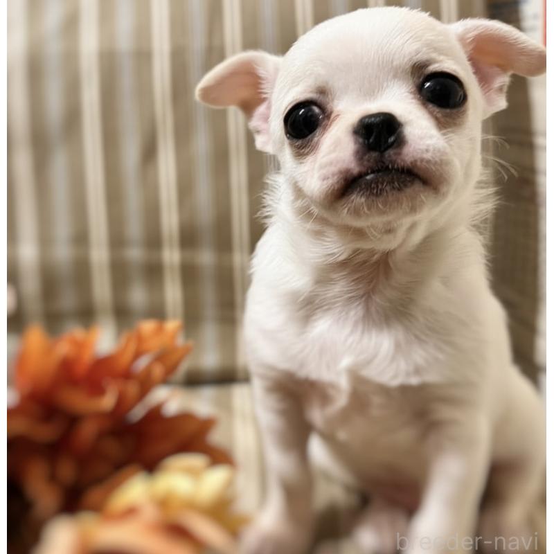 販売中の千葉県のチワワ(スムースコート)-444270の3枚目