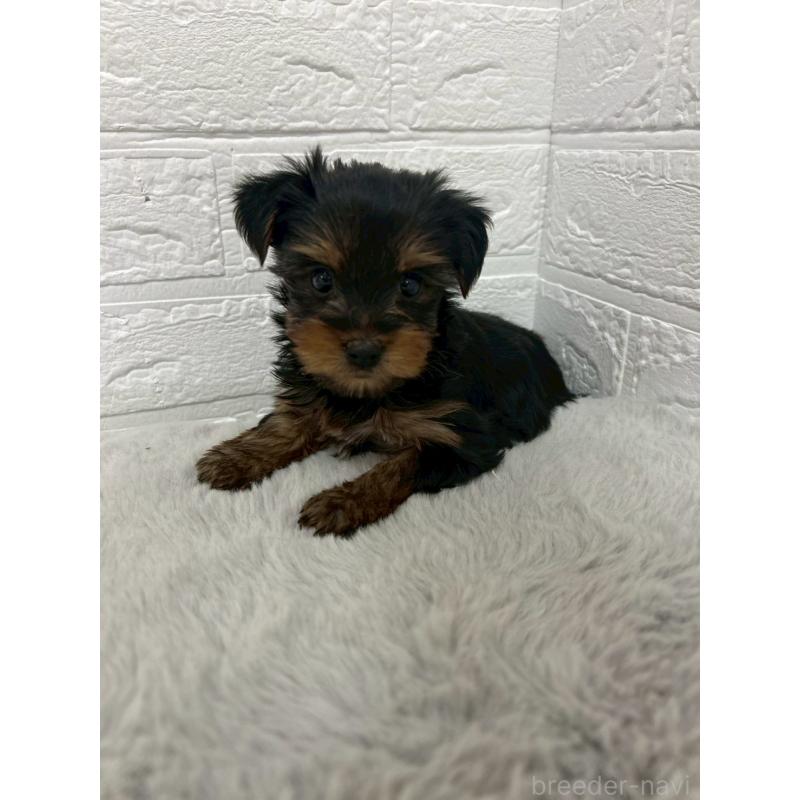 販売中の東京都のヨークシャーテリア-444271の7枚目