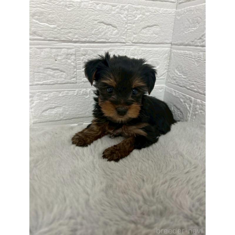 販売中の東京都のヨークシャーテリア-444271の5枚目