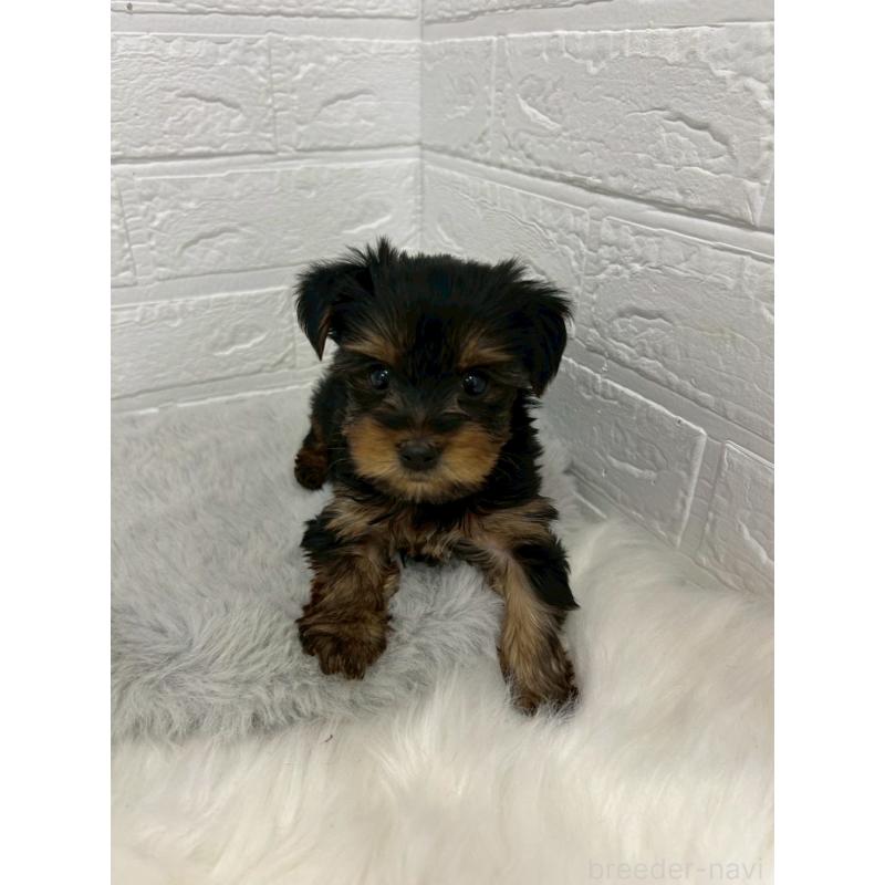 販売中の東京都のヨークシャーテリア-444271の3枚目