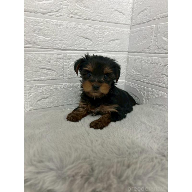 販売中の東京都のヨークシャーテリア-444271の2枚目