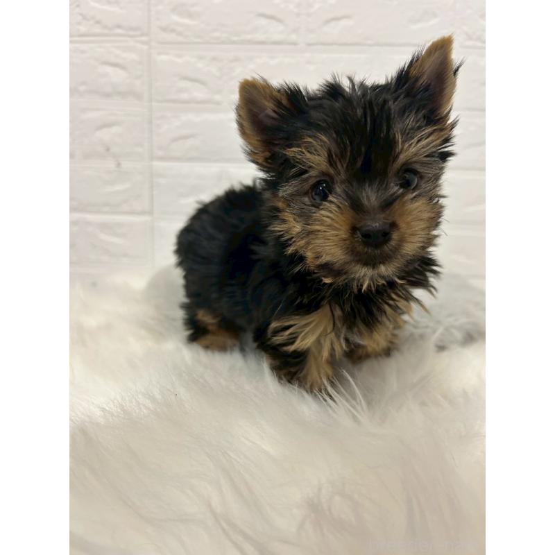 販売中の東京都のヨークシャーテリア-444272の9枚目