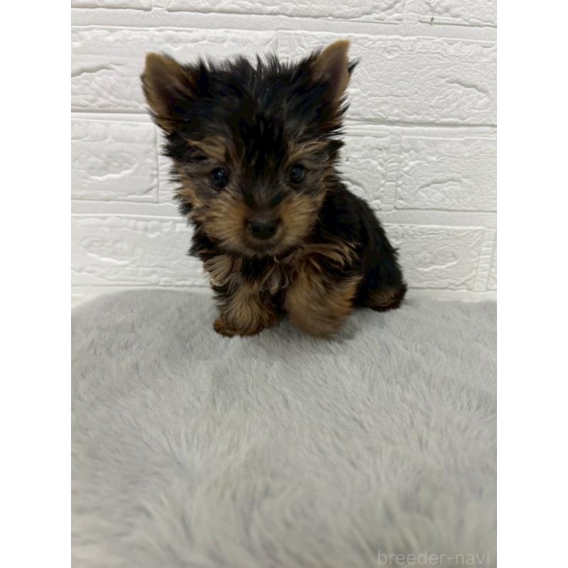 販売中の東京都のヨークシャーテリア-444272の7枚目