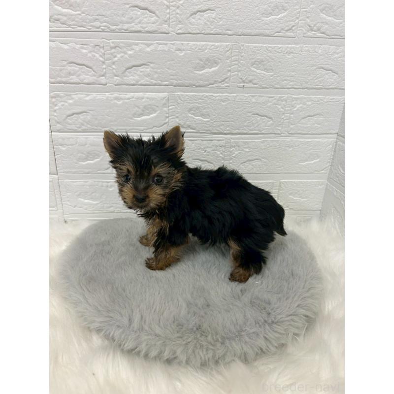 販売中の東京都のヨークシャーテリア-444272の5枚目