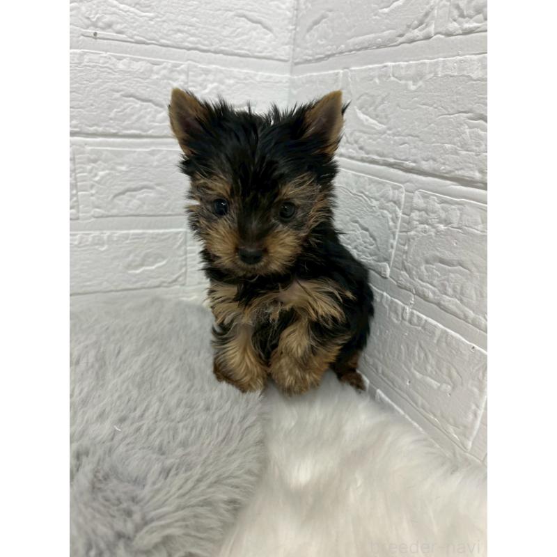 販売中の東京都のヨークシャーテリア-444272の4枚目