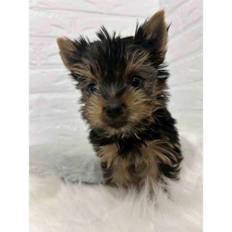 販売中の東京都のヨークシャーテリア-444272の3枚目